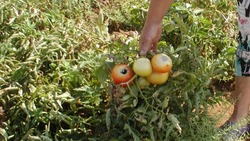 Наримановским дачникам рассказали, как бороться с вредителем, пожирающим помидоры