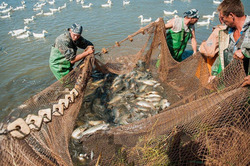 Астраханские рыбодобывающие организации смогут продолжить промысел 