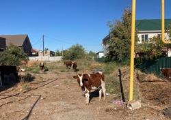 На наримановской трассе произошло ДТП из-за безнадзорного скота