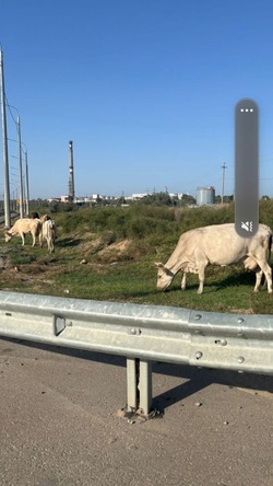 Наримановцев предупреждают о штрафах за безнадзорный скот