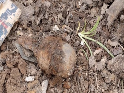 В Наримановском районе обнаружена граната военных времен