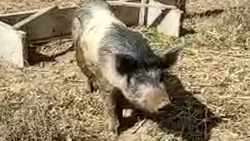Наримановцев предупреждают о зоозаболевании африканская чума свиней