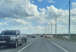 На наримановской трассе автомобиль налетел на стадо из четырех коров