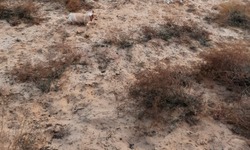 В Астрахани обсудят проблему опустынивания и деградации почв