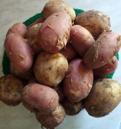 Наримановский фермер вырастил отменный урожай картофеля