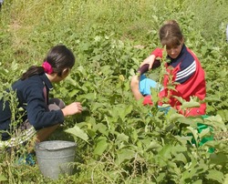 Наримановские фермеры подарили детскому лагерю тысячу кустов рассады