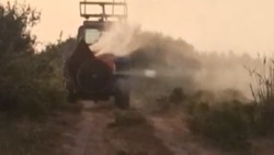 В Наримановском районе ведется борьба с саранчой
