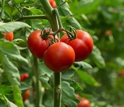 В Астраханскую область не пропустили зараженные помидоры из Азербайджана