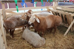 В Астраханской области начнут разводить бесшерстную породу овец