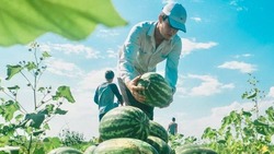 В Астраханской области планируют собрать около 320 тысяч тонн арбузов и дынь