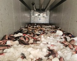 Наримановские полицейские пресекли перевозку партии немаркированной рыбы